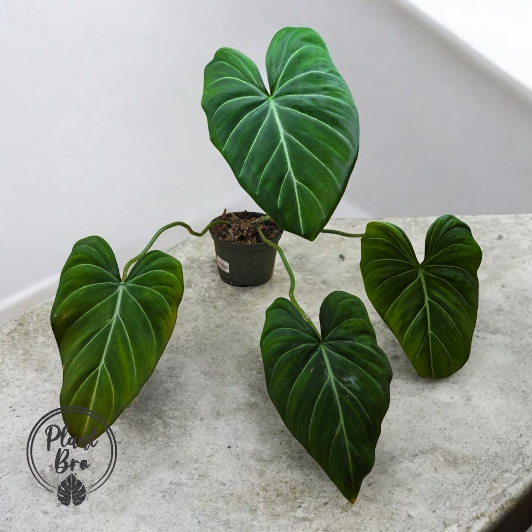 Philodendron gloriosum