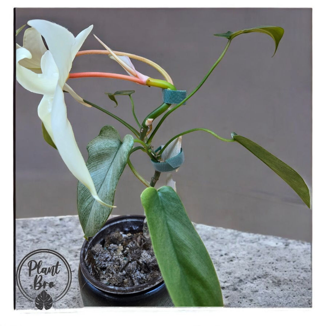 Philodendron Florida Ghost