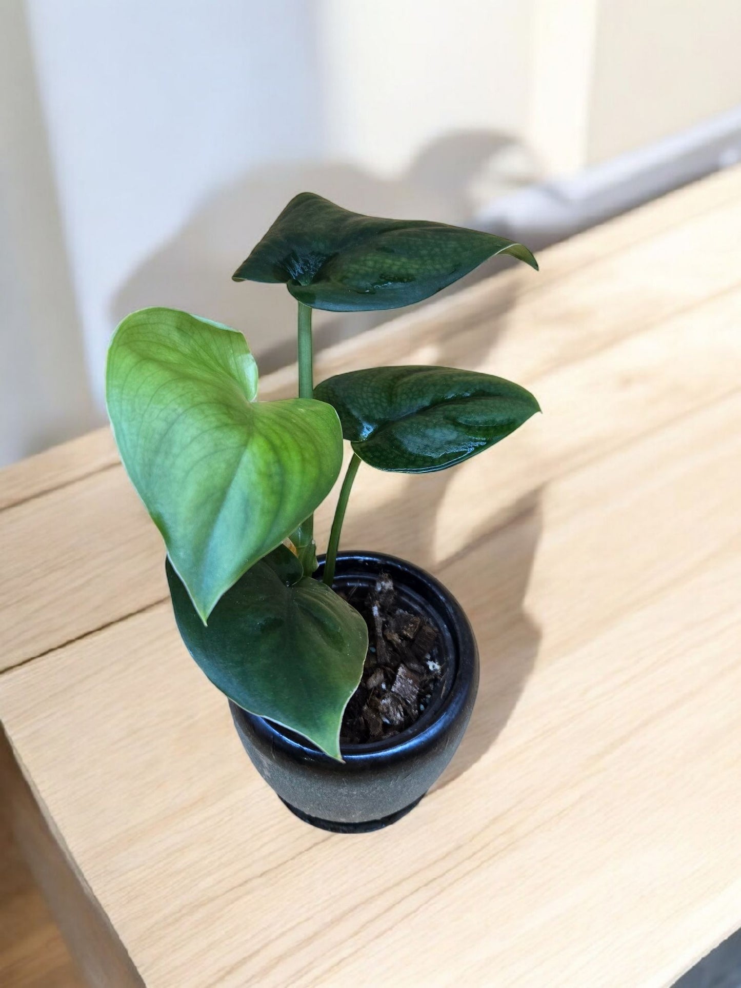 Scindapsus pictus jade satin