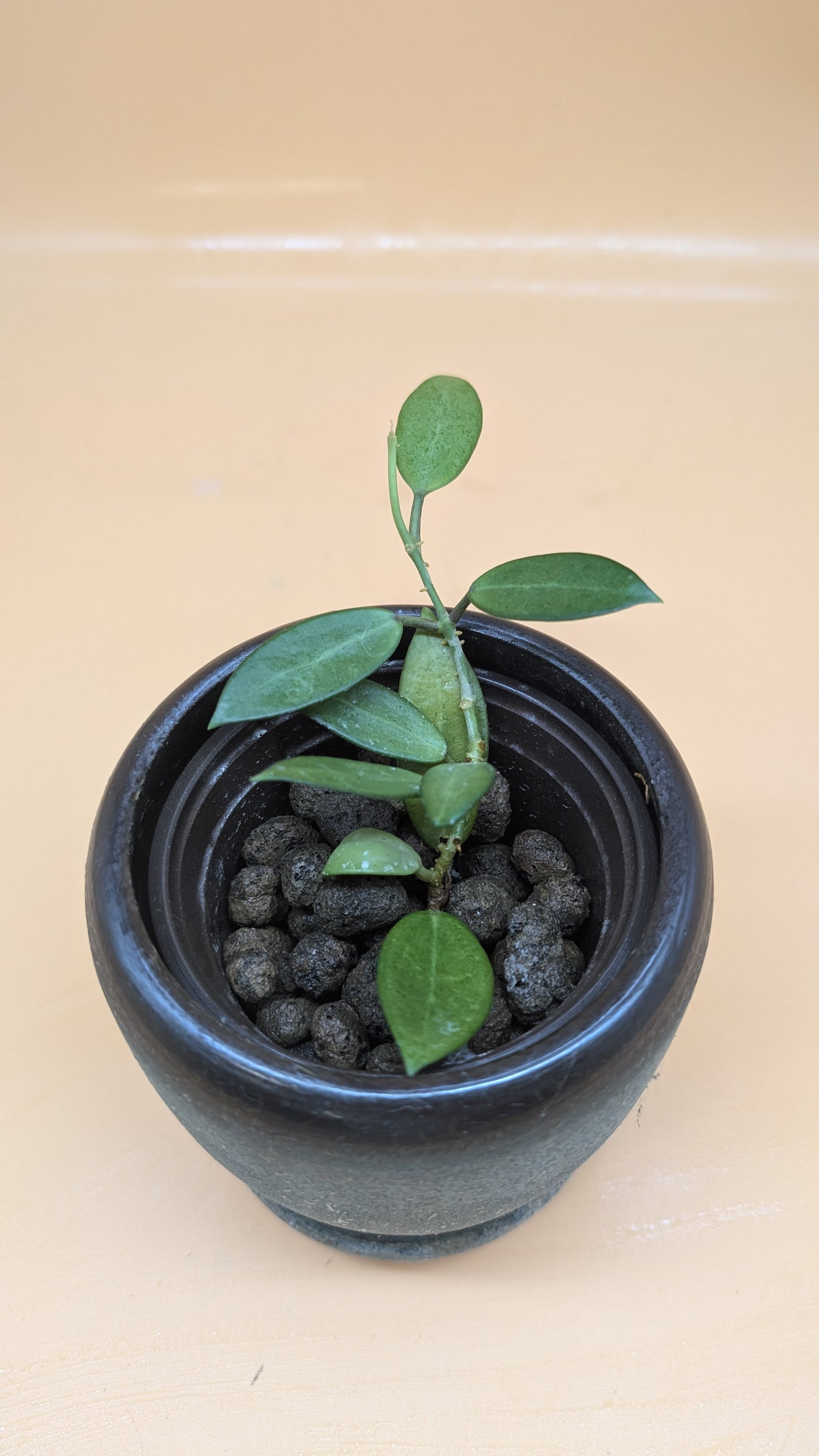 Hoya Silver Lady
