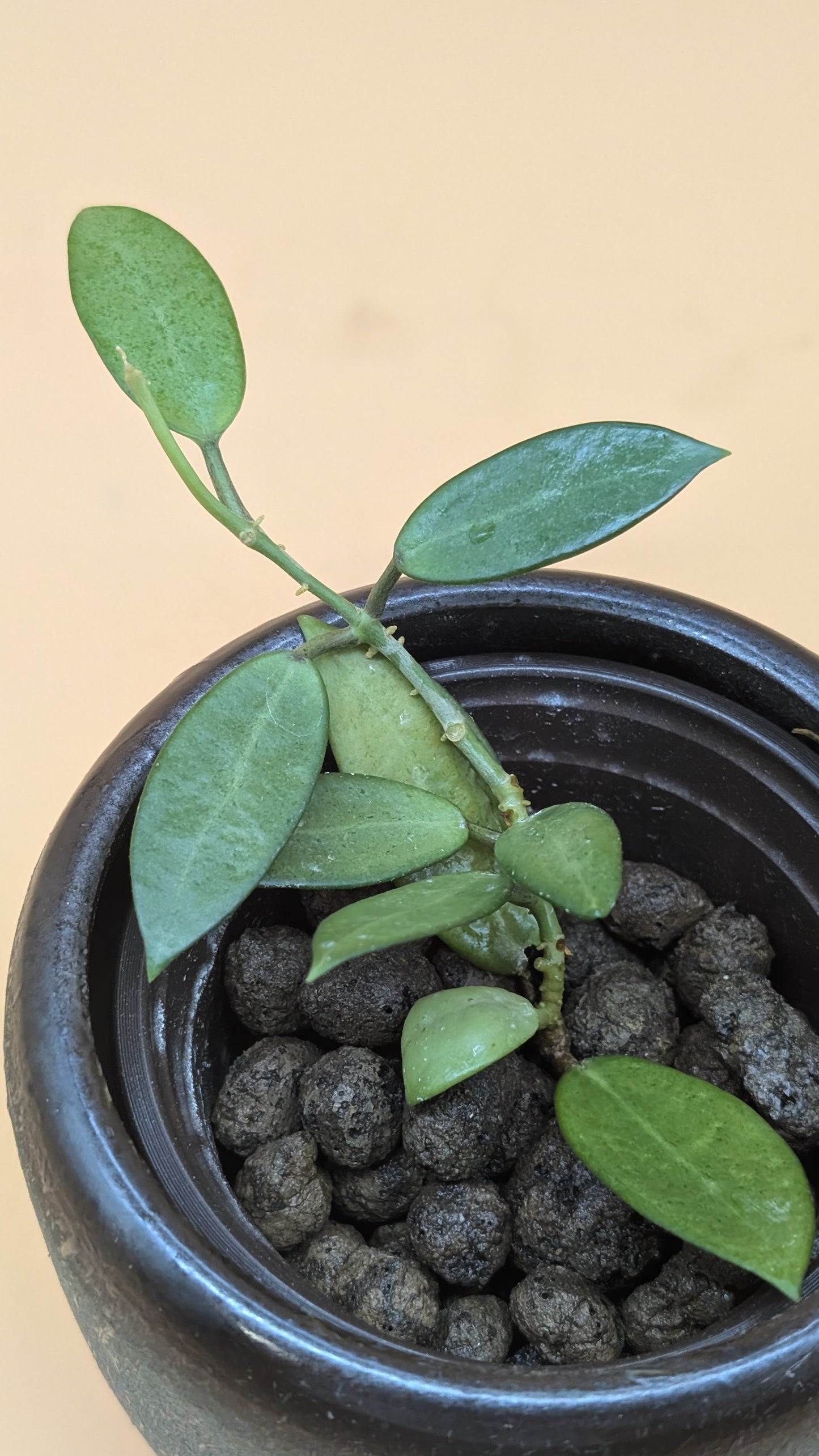Hoya Silver Lady