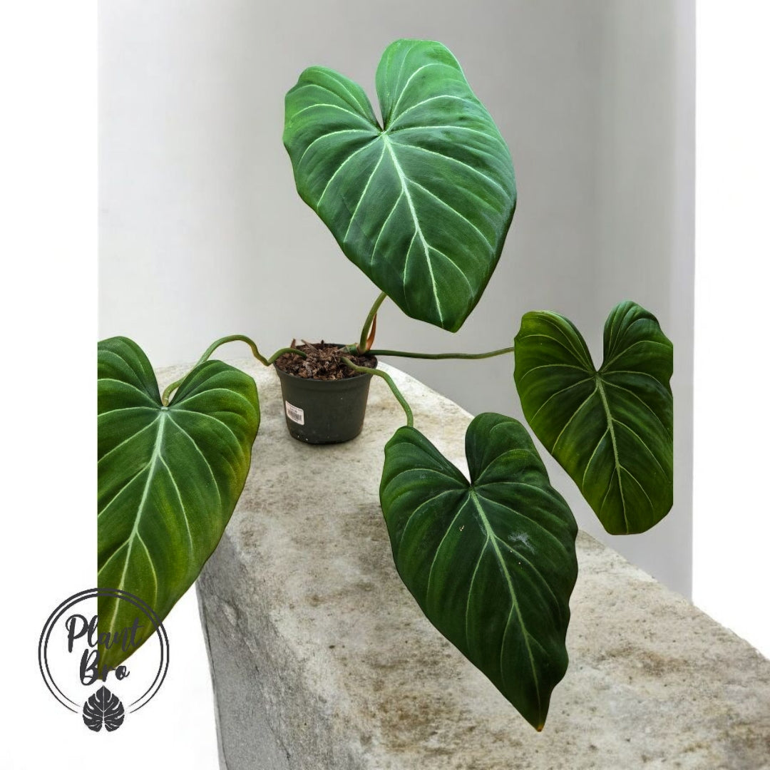 Philodendron gloriosum