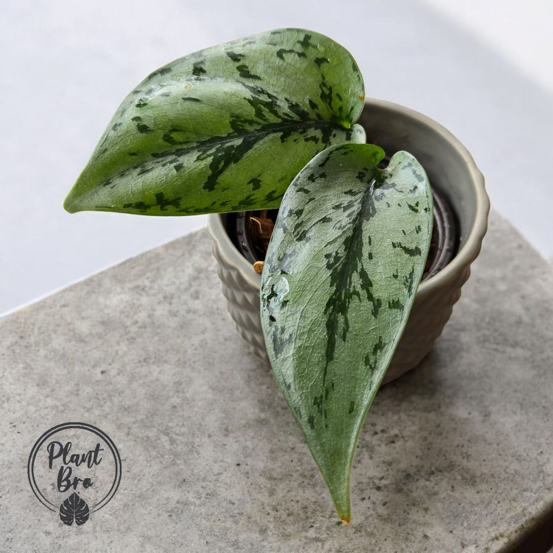 Scindapsus pictus silver lady