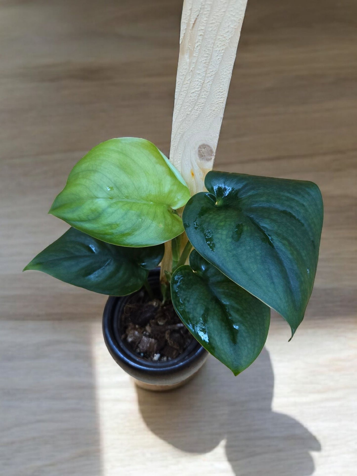Scindapsus pictus jade satin