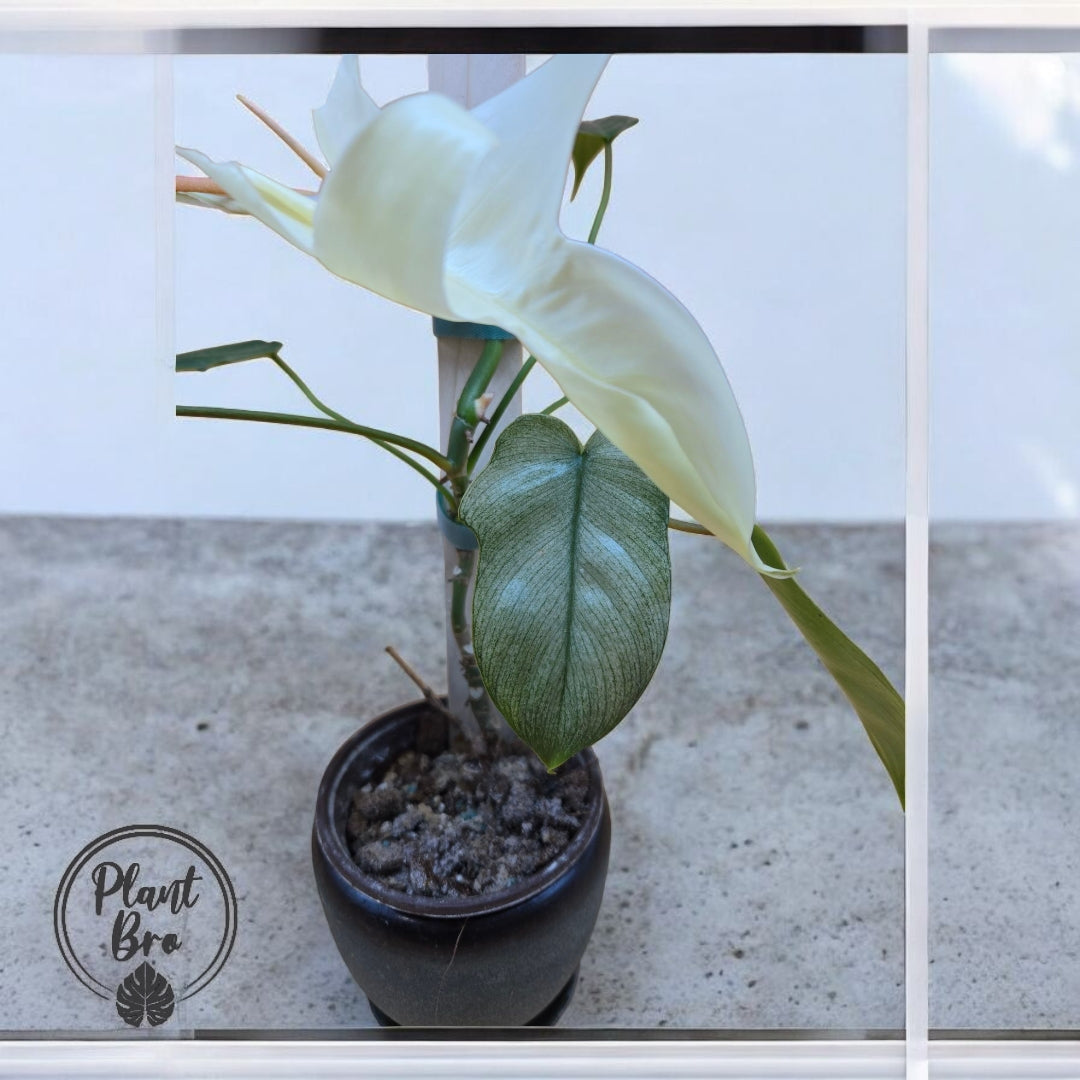 Philodendron Florida Ghost