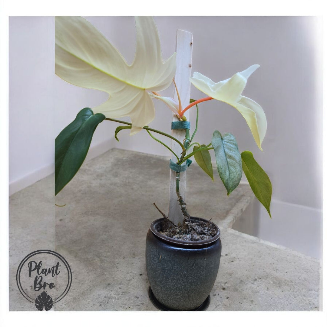 Philodendron Florida Ghost