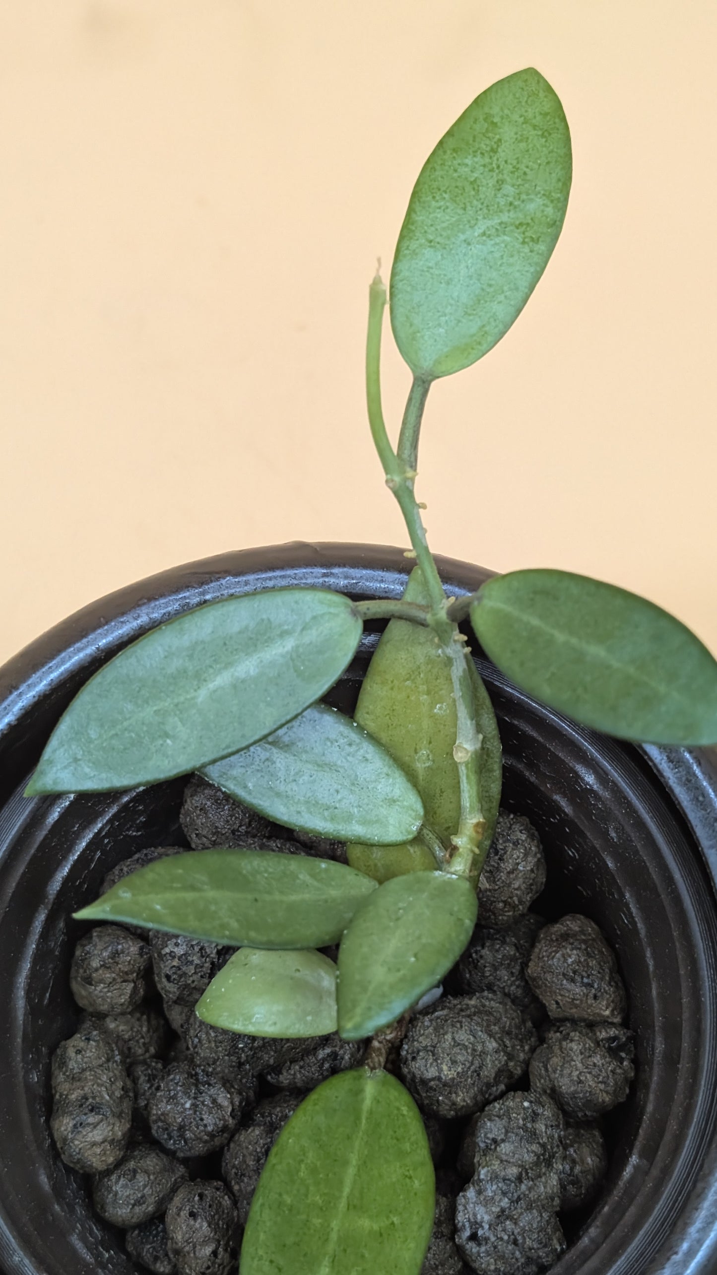 Hoya Silver Lady