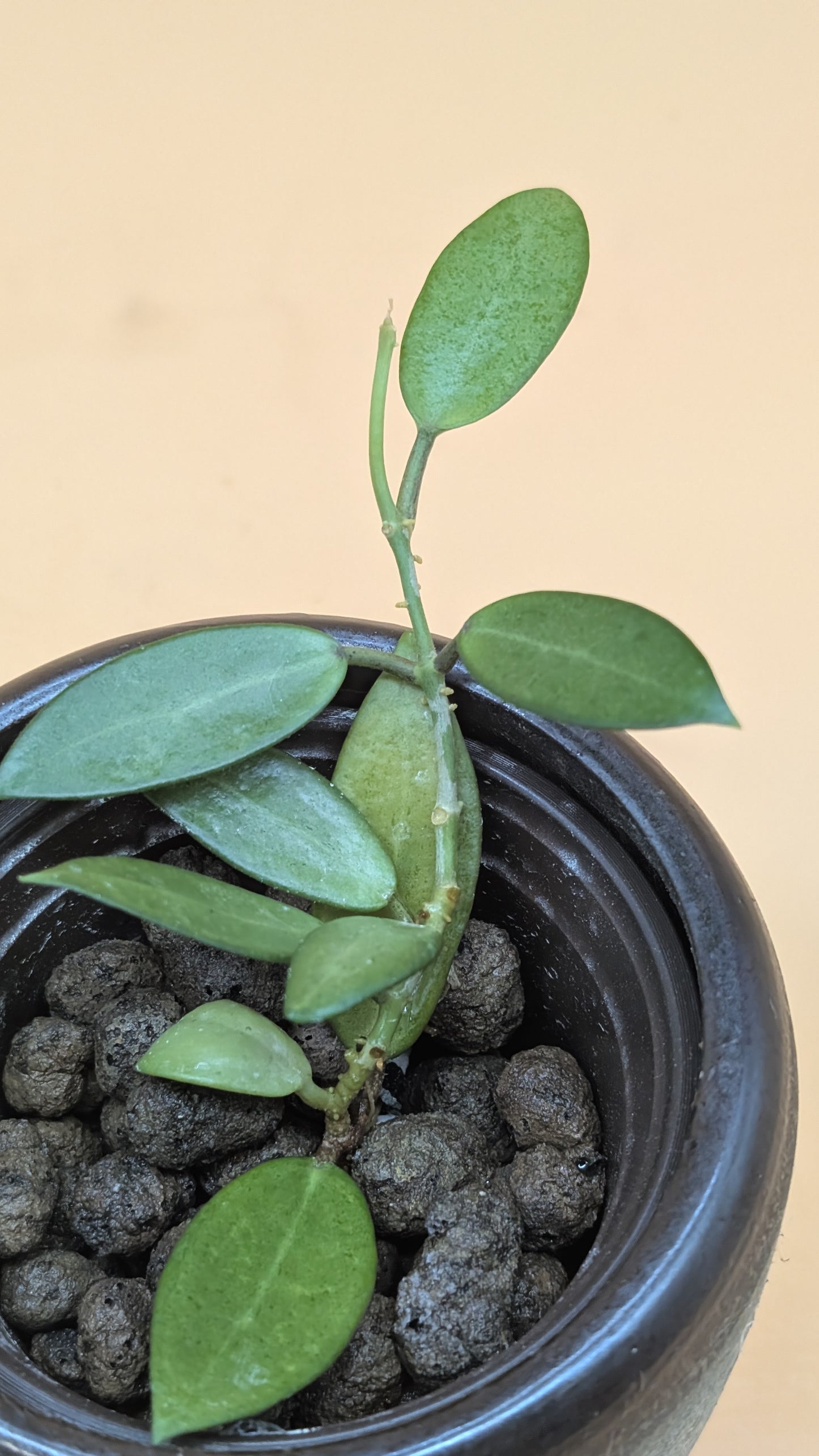 Hoya Silver Lady