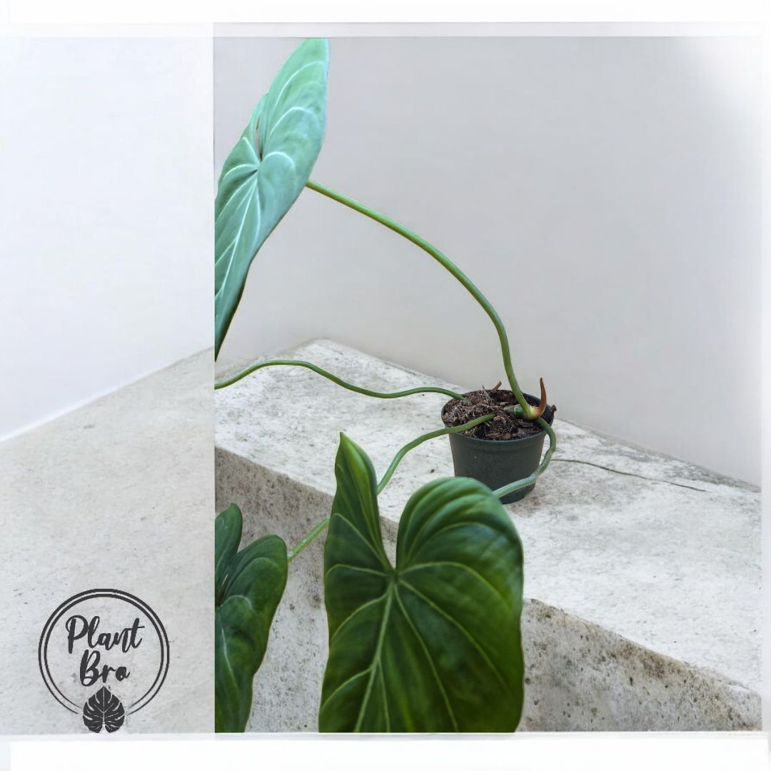 Philodendron gloriosum