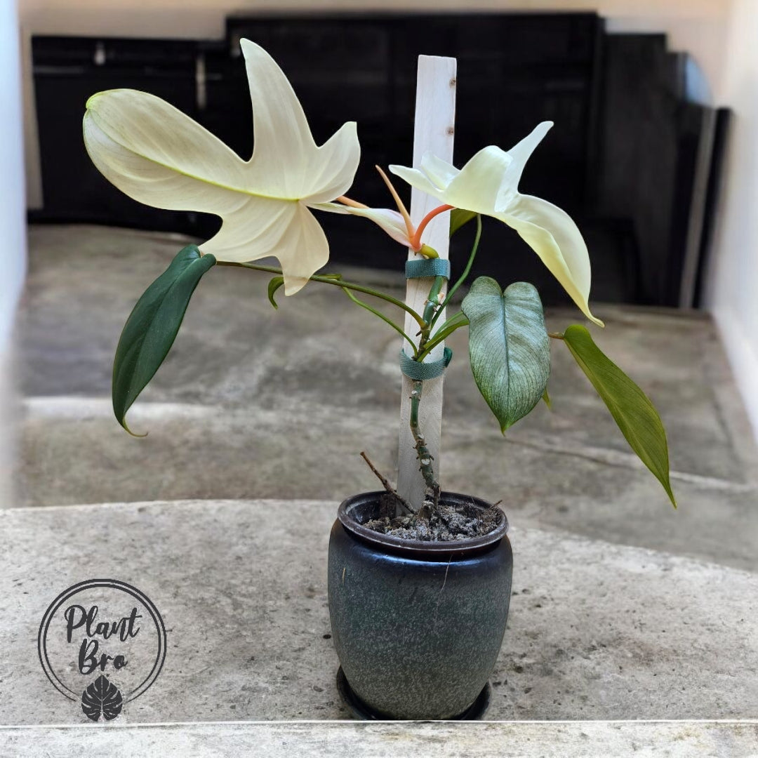 Philodendron Florida Ghost