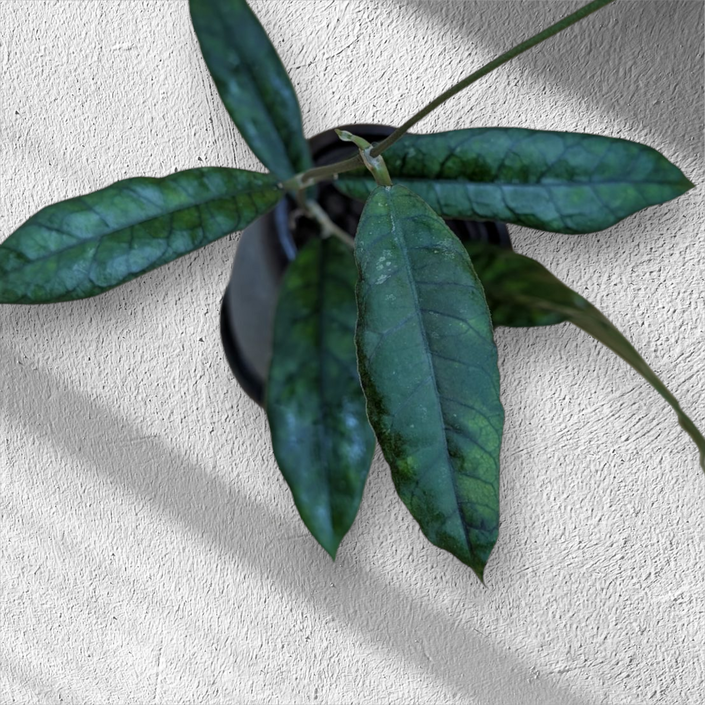 Hoya Sp. AL6