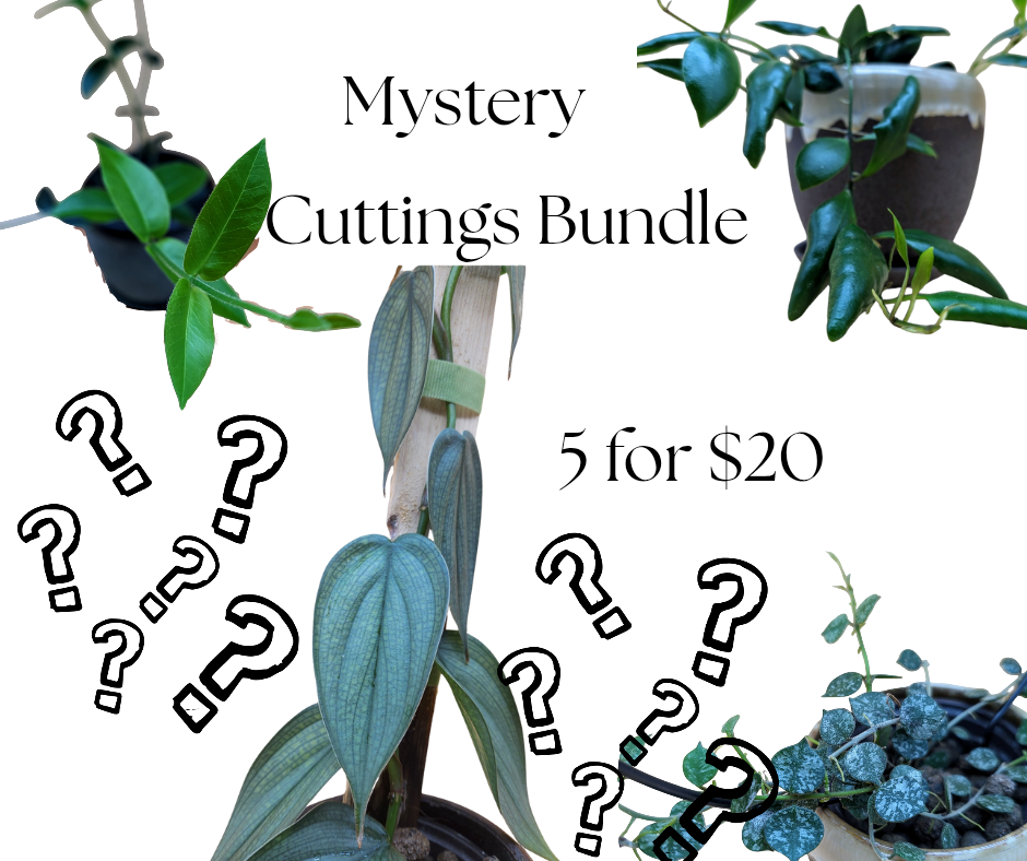 Mystery cutting Bundle 5 for $20