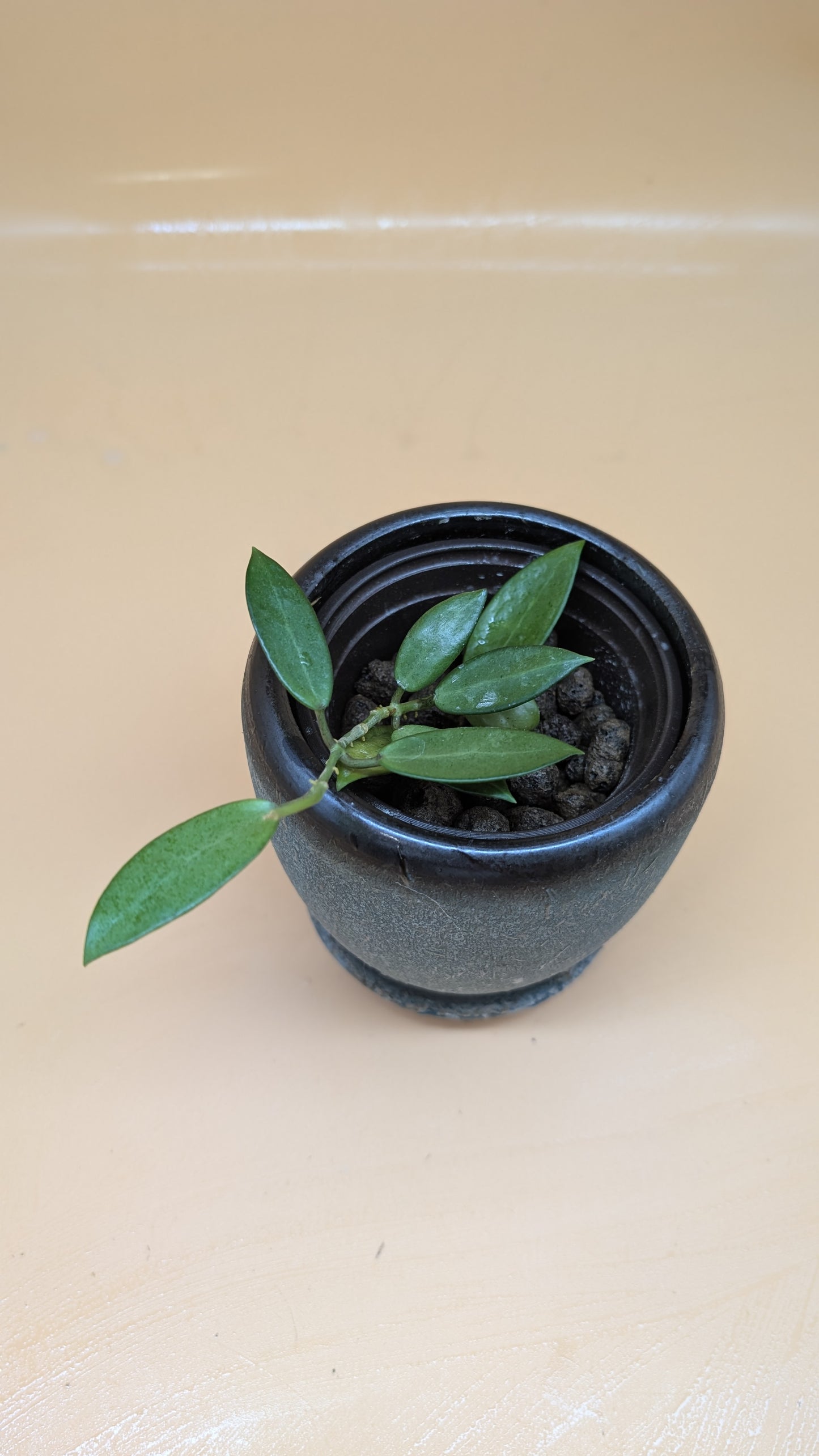 Hoya Silver Lady