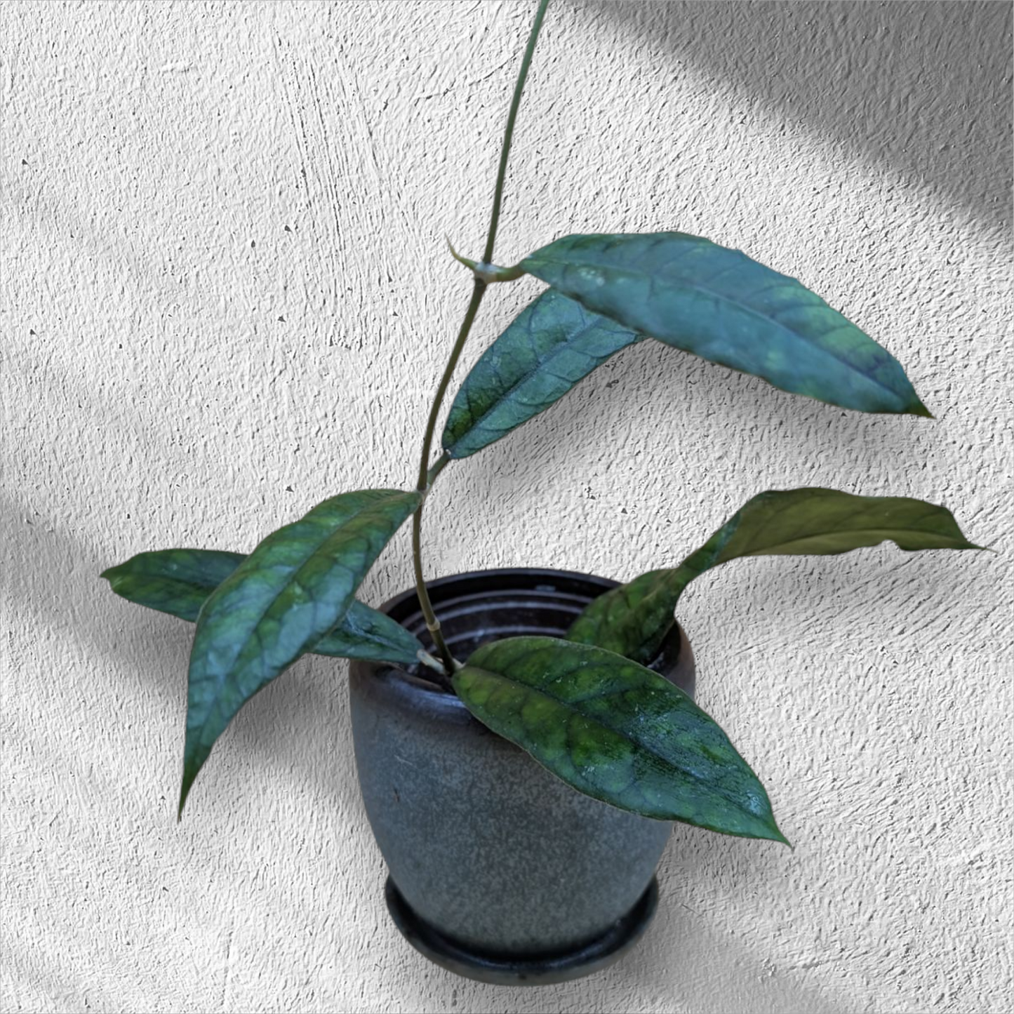 Hoya Sp. AL6