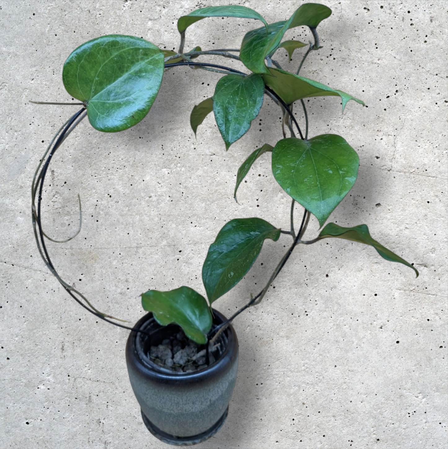 Hoya Balaensis