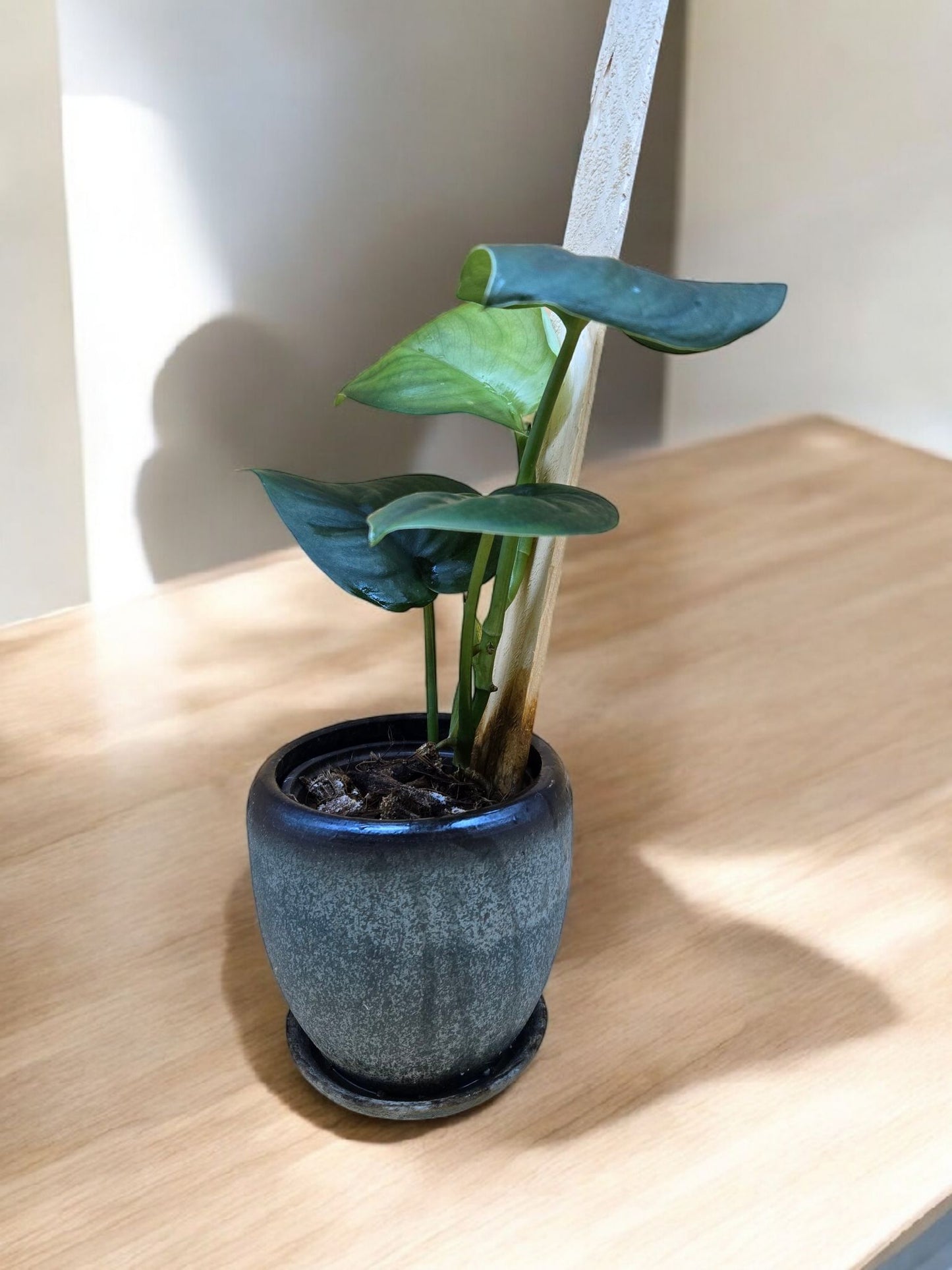 Scindapsus pictus jade satin