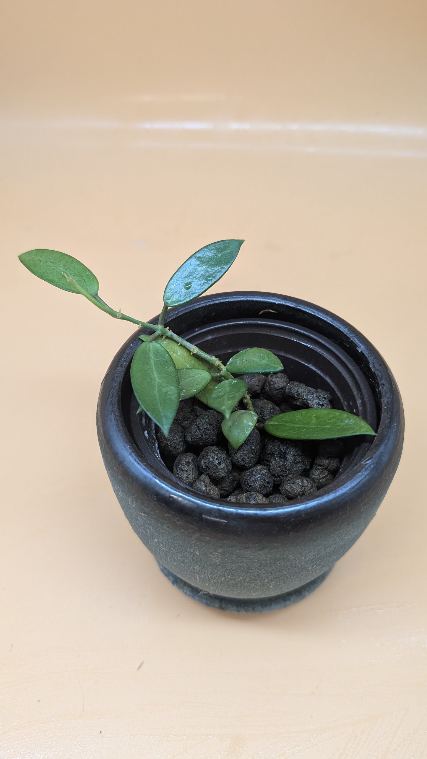 Hoya Silver Lady