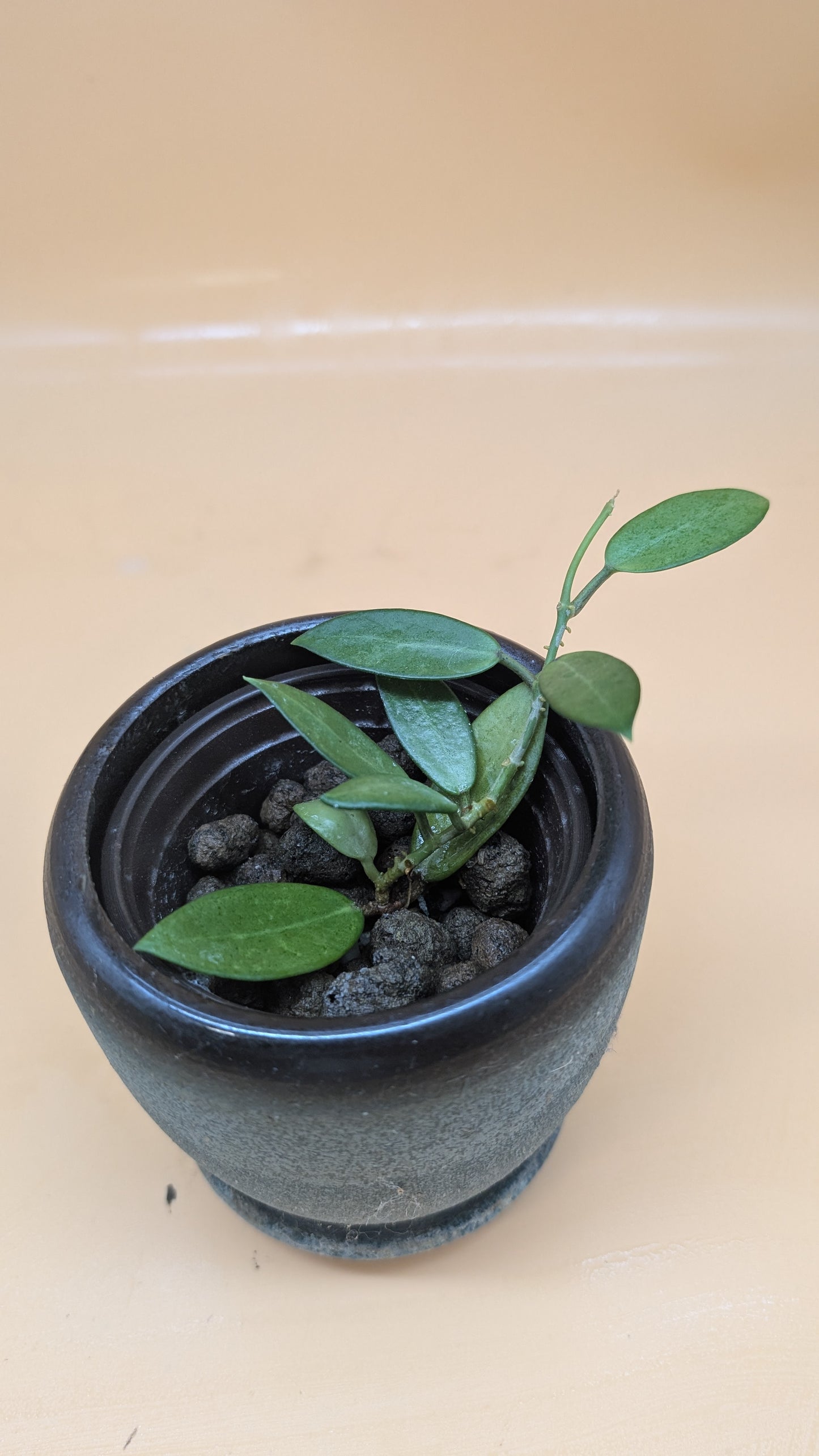Hoya Silver Lady