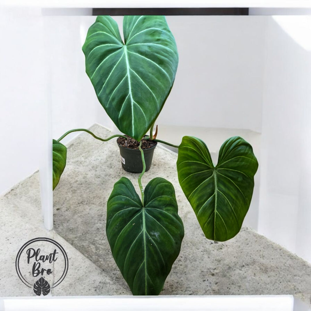 Philodendron gloriosum