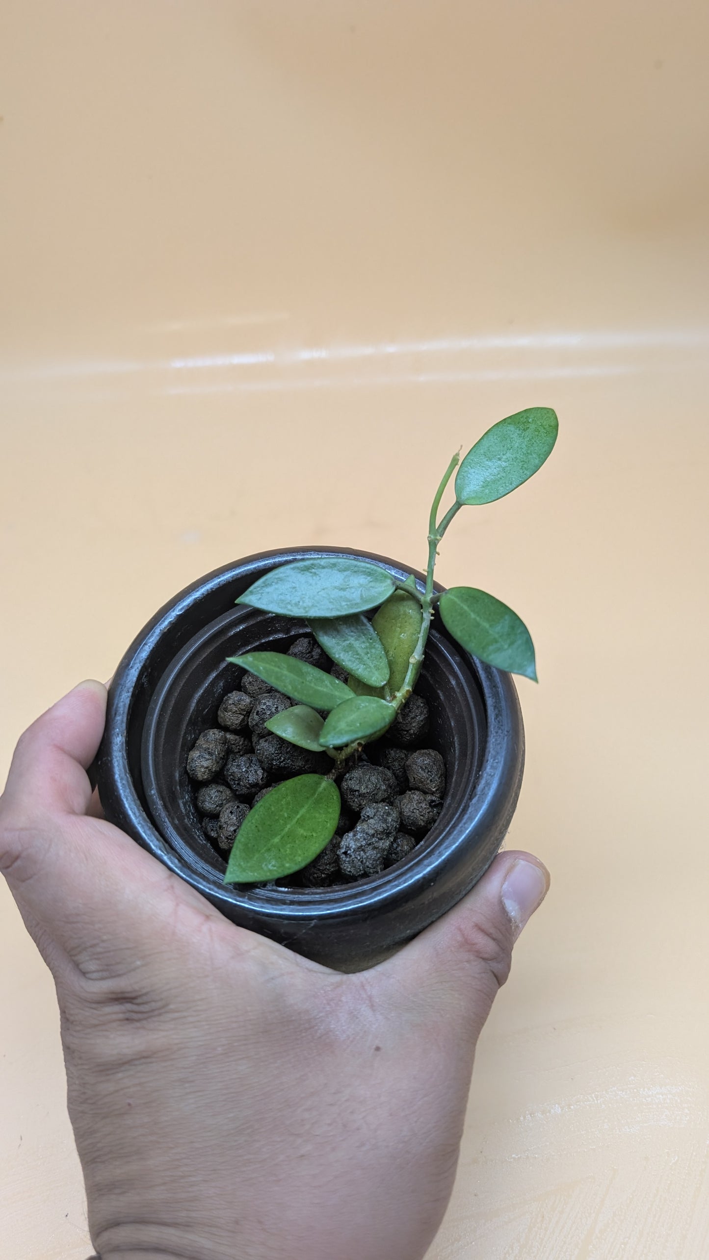 Hoya Silver Lady