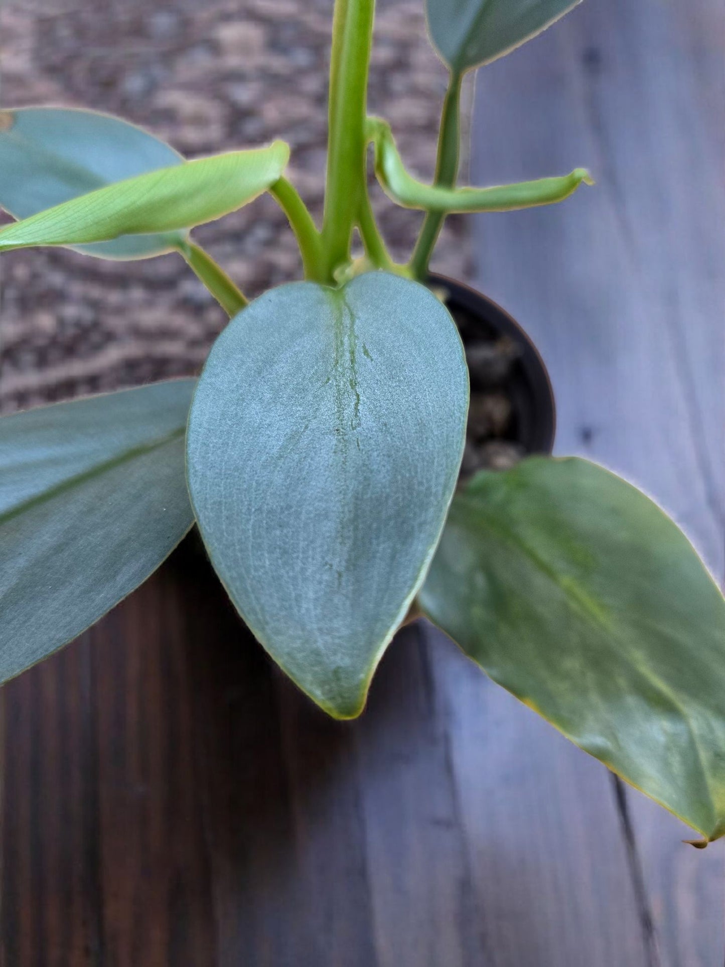 Philodendron hastatum