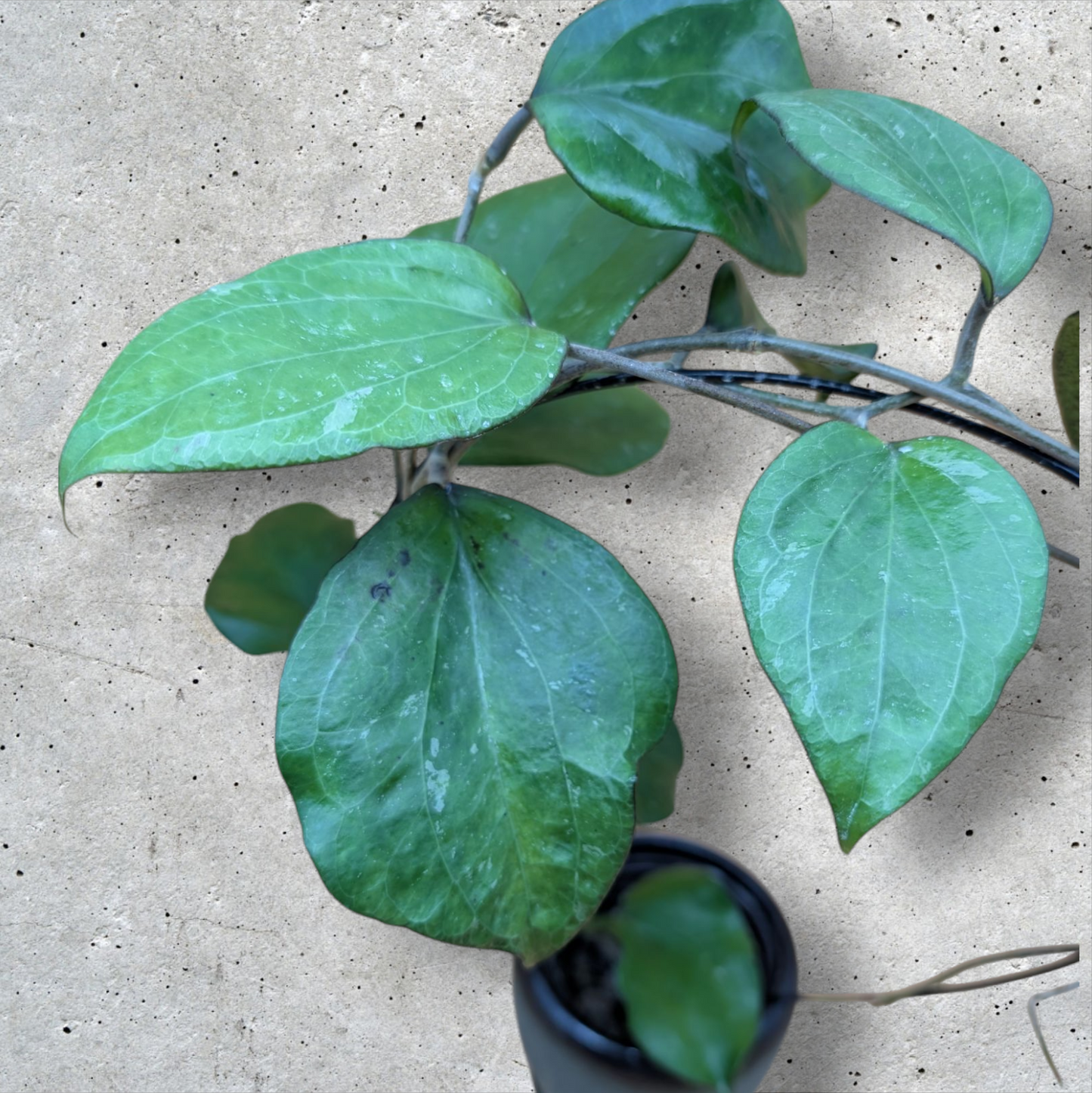 Hoya Balaensis