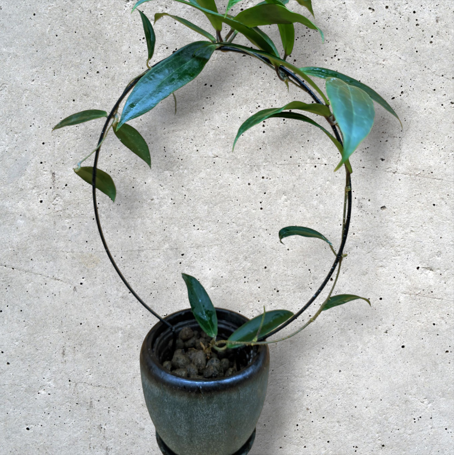 Hoya Blashernaezii yellow