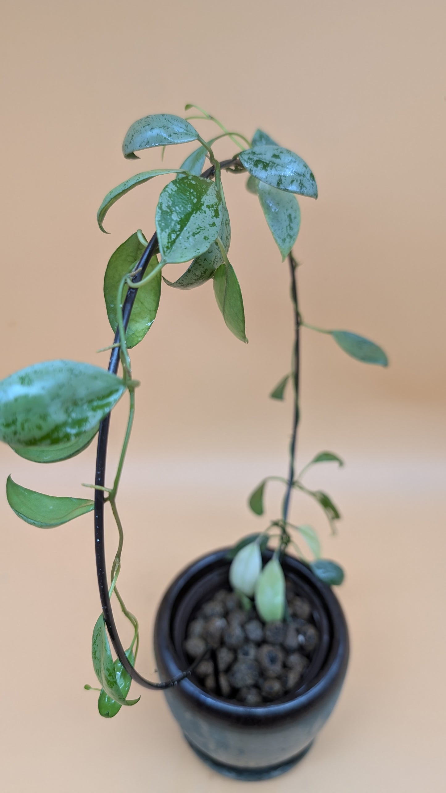 Hoya Lacunosa Sulcata