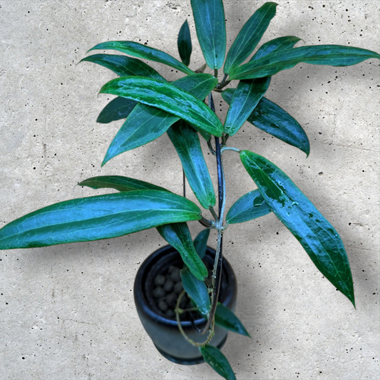 Hoya Blashernaezii yellow