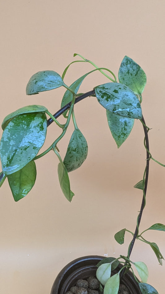 Hoya Lacunosa Sulcata