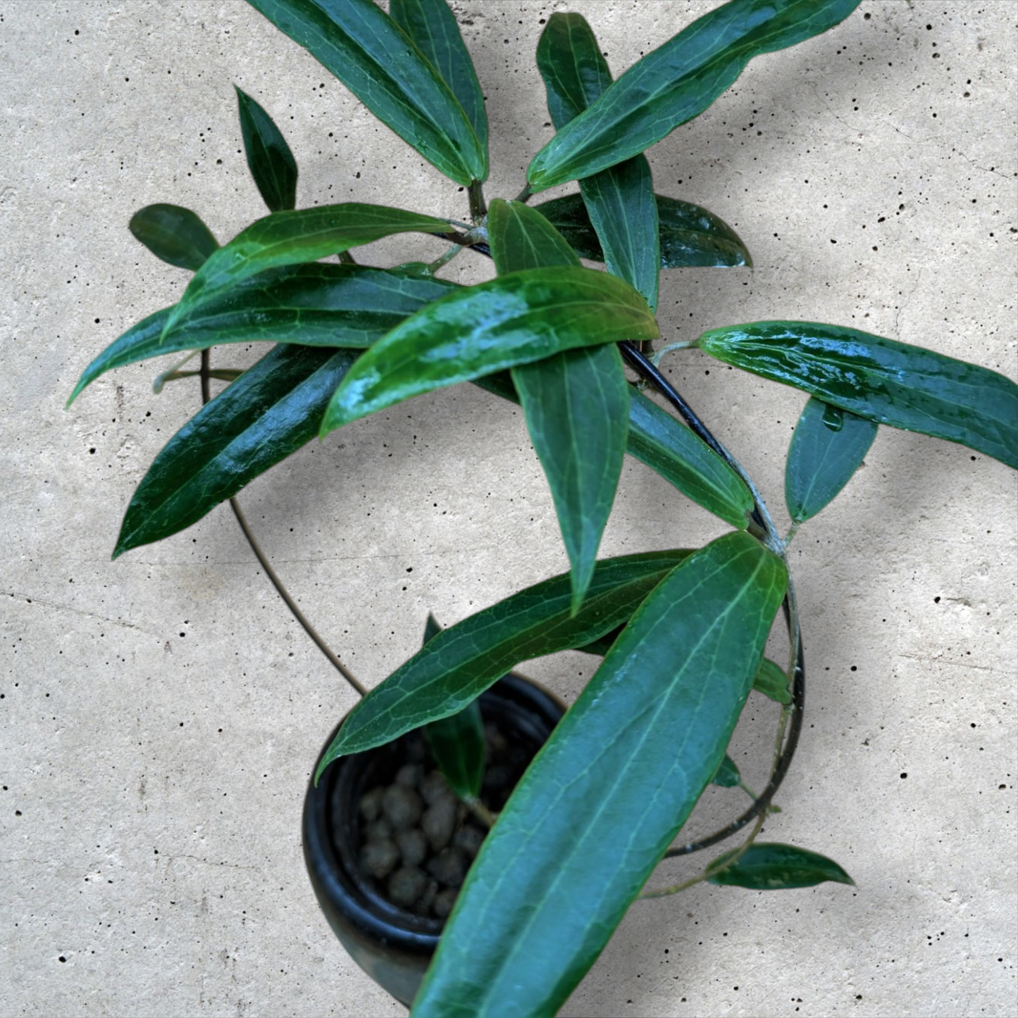 Hoya Blashernaezii yellow