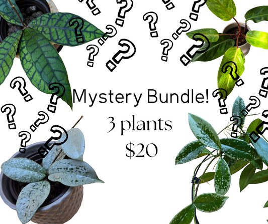 Mystery Bundle 3 plants