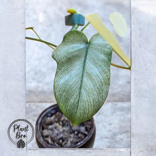 Philodendron Florida Ghost
