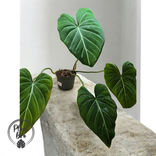 Philodendron gloriosum