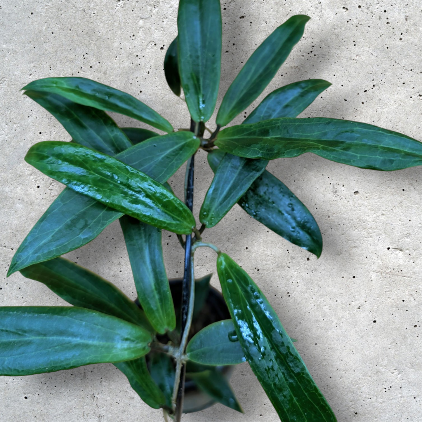 Hoya Blashernaezii yellow