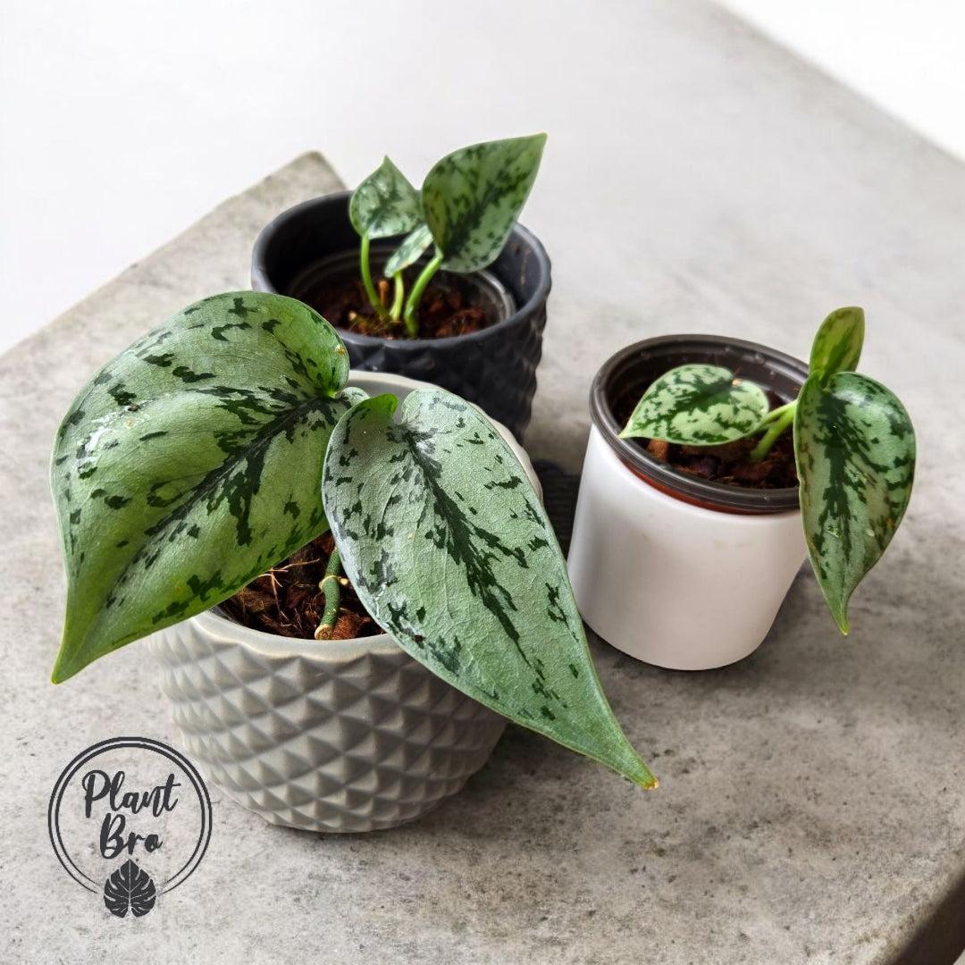 Scindapsus pictus silver lady