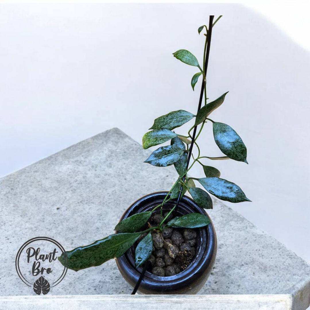 Hoya lacunosa moonshine