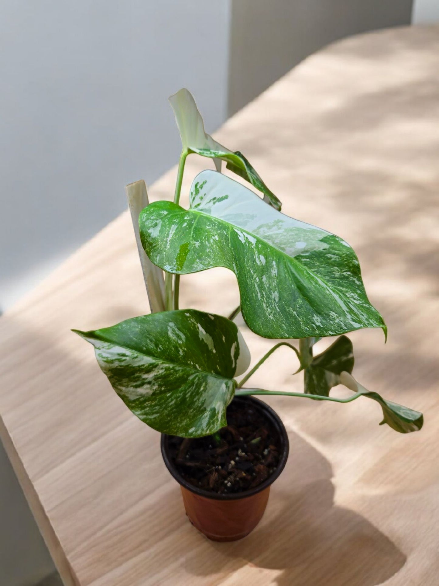 Monstera albo