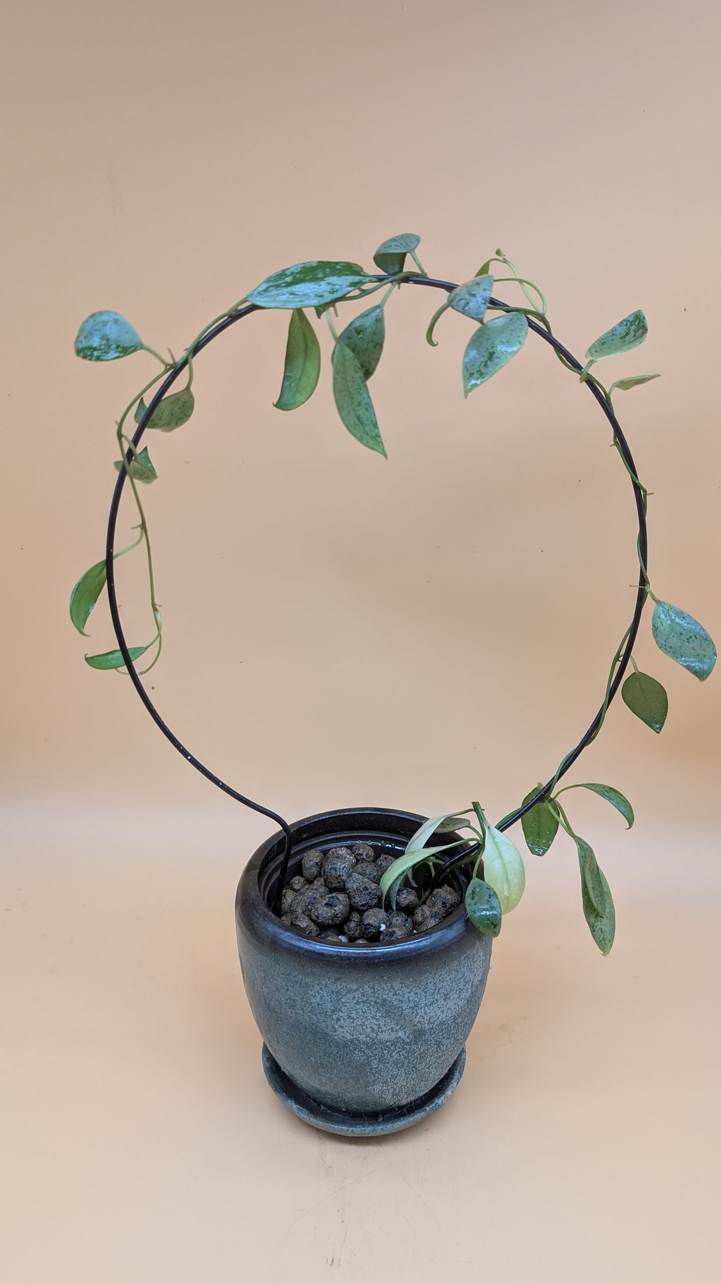 Hoya Lacunosa Sulcata