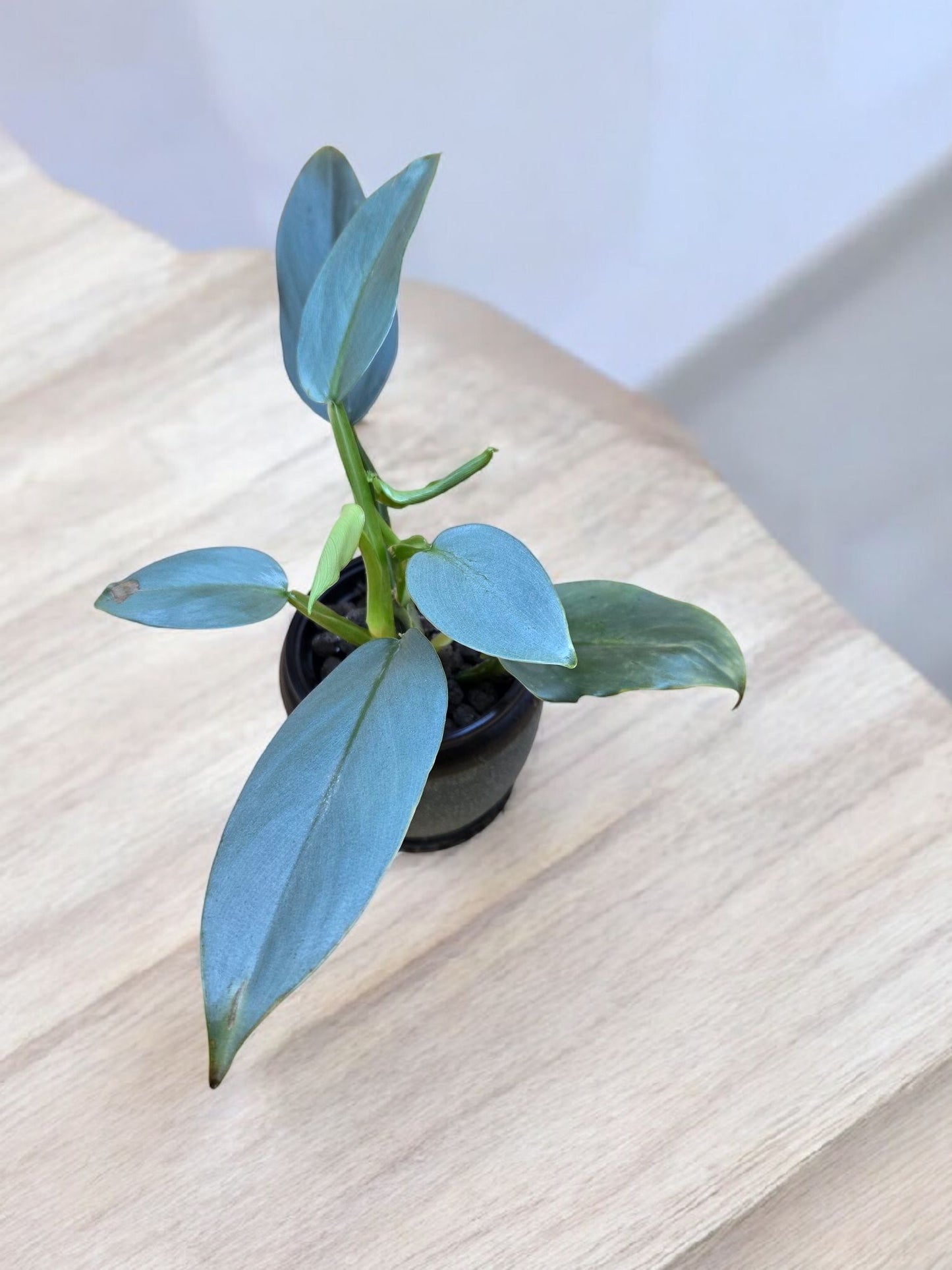 Philodendron hastatum