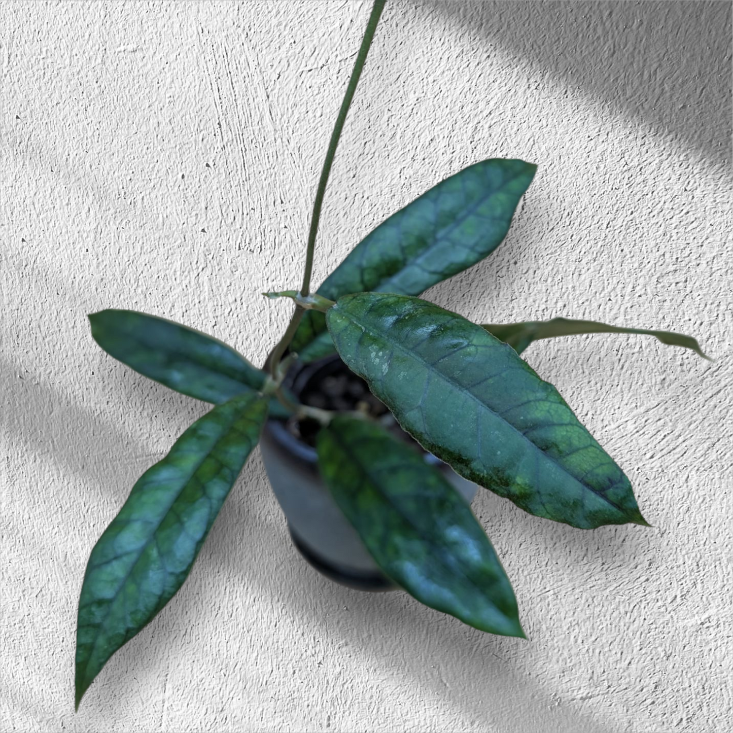 Hoya Sp. AL6