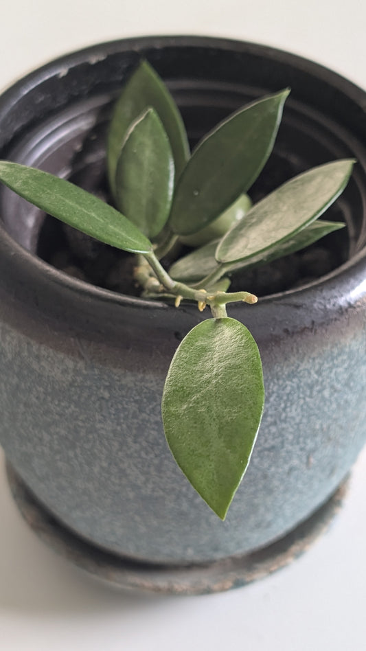 Hoya Silver Lady