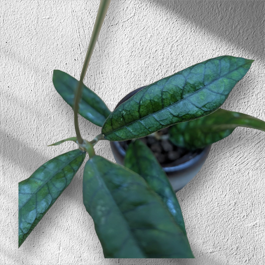 Hoya Sp. AL6
