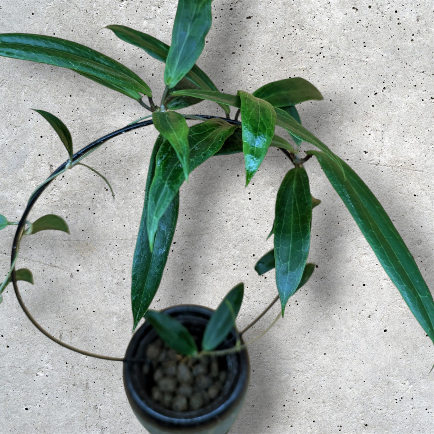 Hoya Blashernaezii yellow
