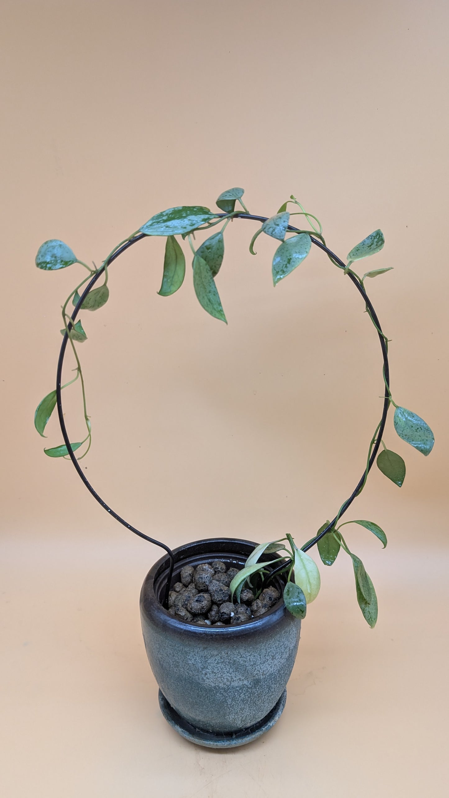 Hoya Lacunosa Sulcata