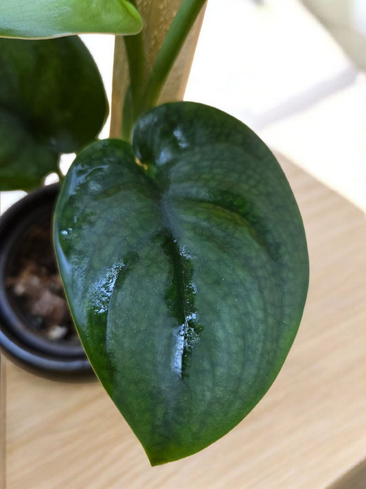 Scindapsus pictus jade satin