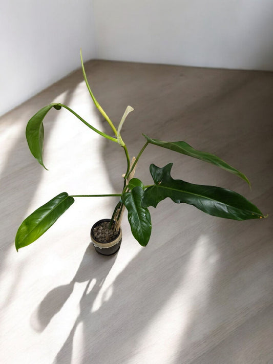 Philodendron Jerry Horne
