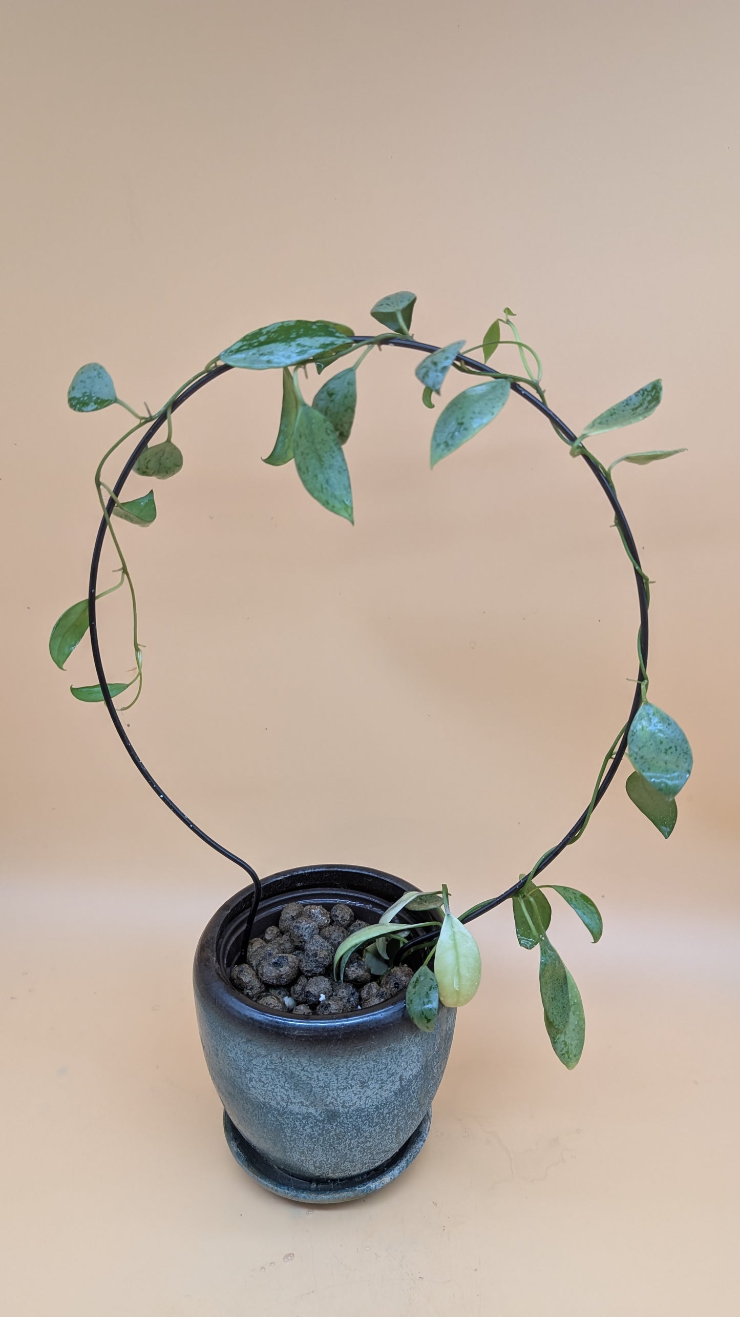 Hoya Lacunosa Sulcata