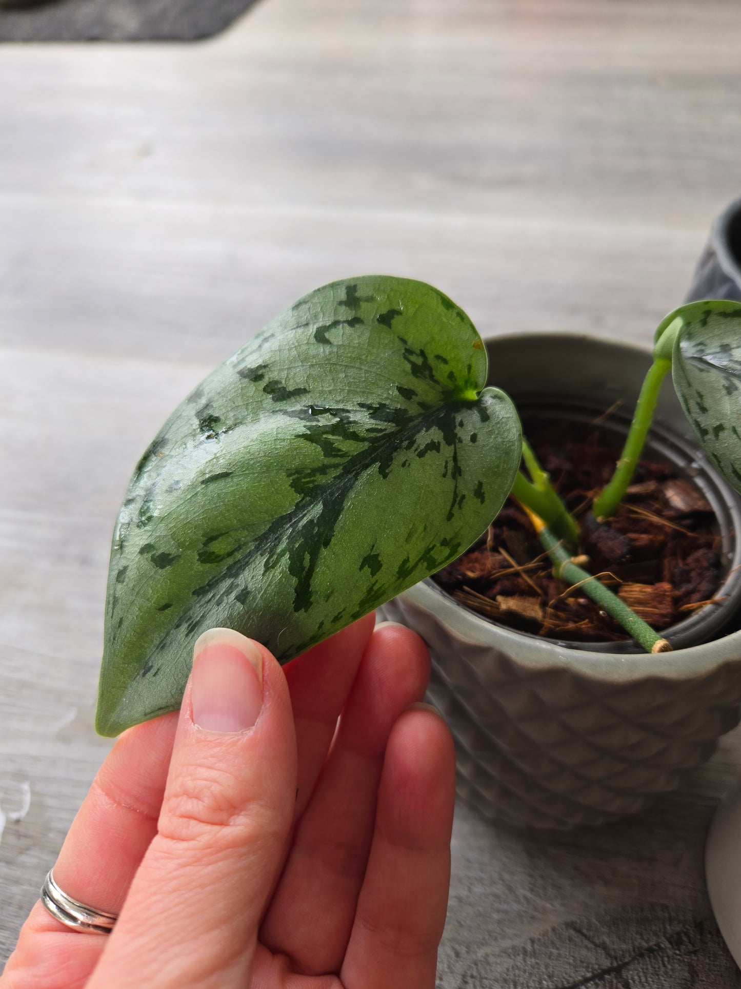 Scindapsus pictus silver lady