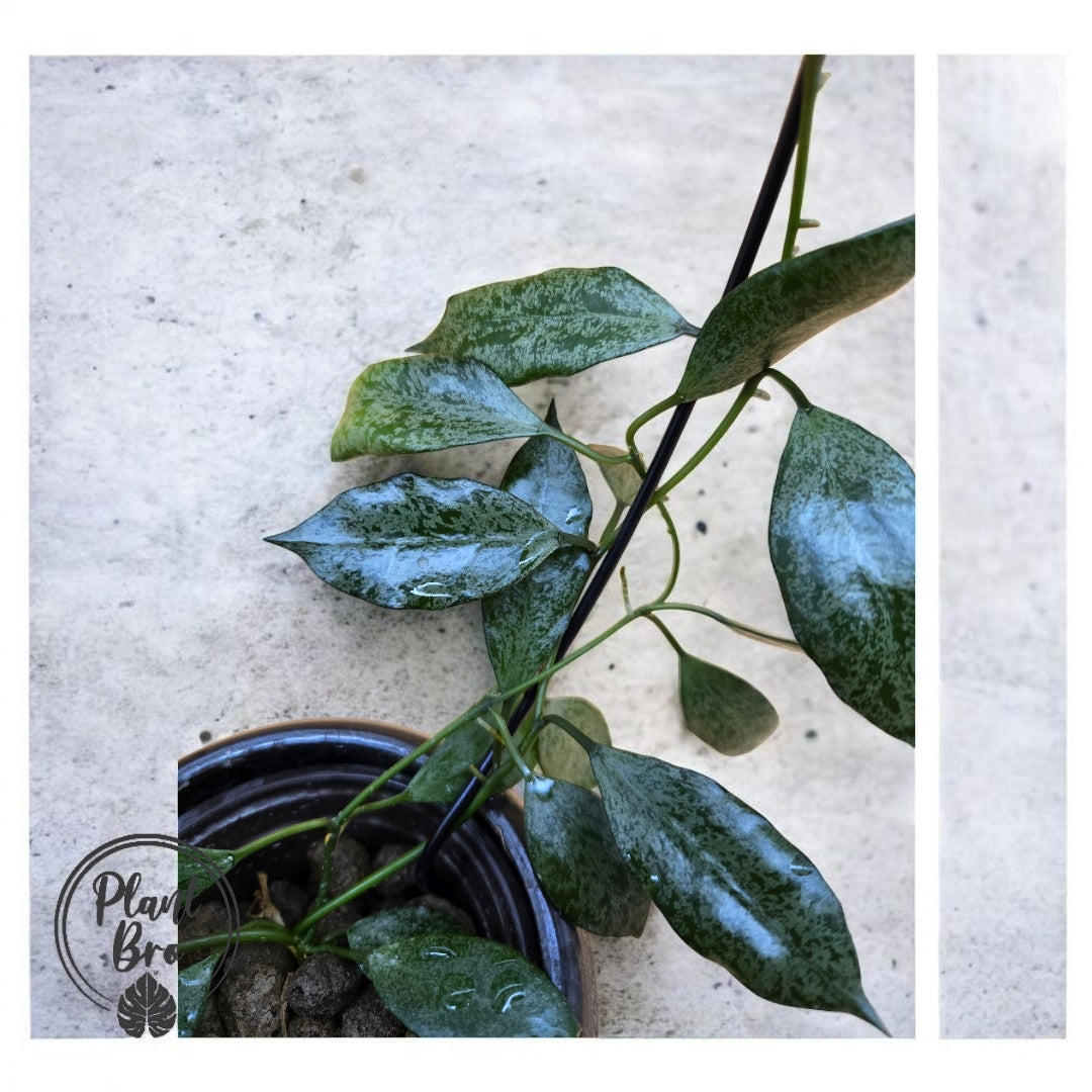 Hoya lacunosa moonshine